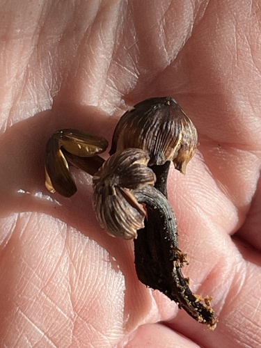 Mycena inclinata (Photo 3 of 4)