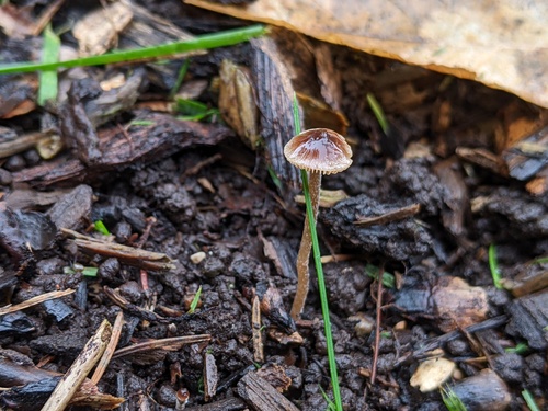 Psathyrella