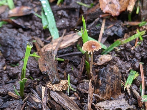 Psathyrella (Photo 4 of 5)