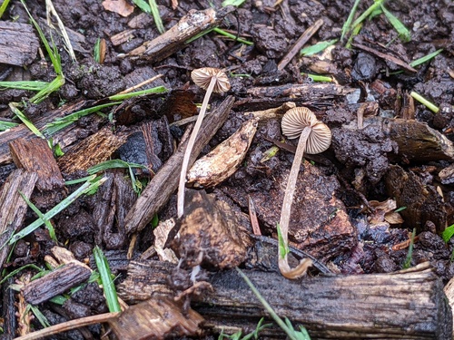 Psathyrella (Photo 5 of 5)