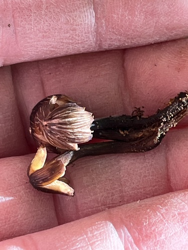 Mycena inclinata (Photo 4 of 4)