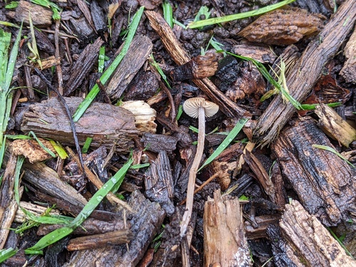 Psathyrella (Photo 2 of 5)