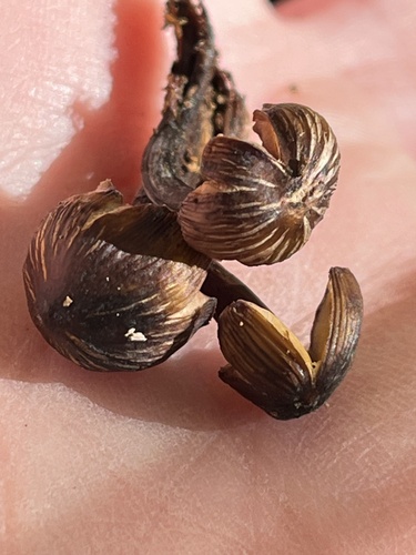 Mycena inclinata (Photo 2 of 4)