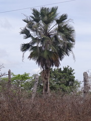 Copernicia prunifera