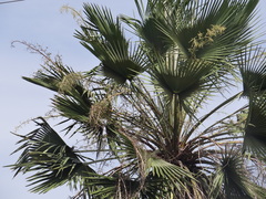 Copernicia prunifera