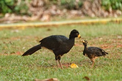 Bare-Faced Curassow photo 4