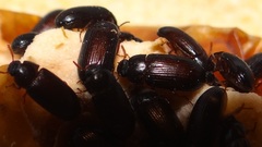 Ulomoides dermestoides