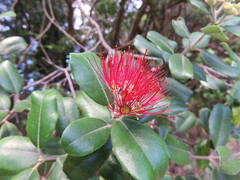 Metrosideros kermadecensis