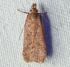 Dichomeris ventrellus