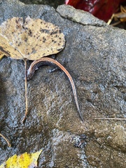 Plethodon cinereus image