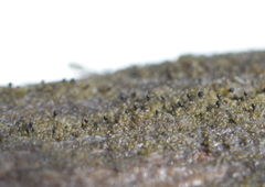Sphinctrina anglica