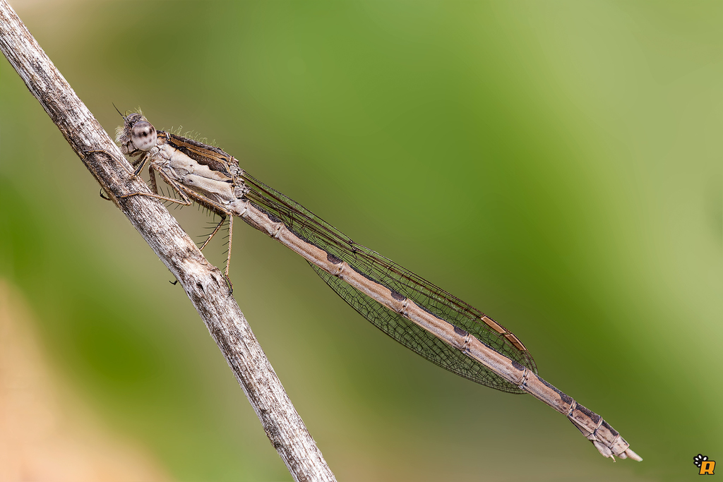 Common Winter Damselfly, photo 1 of 7