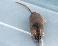 Antechinus agilis