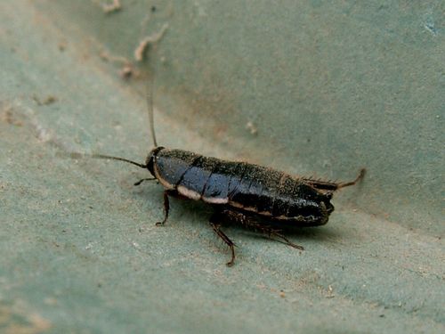 Lobe-winged cockroach