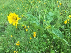 Balsamorhiza