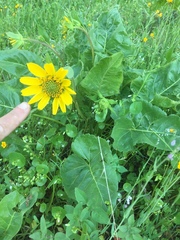 Balsamorhiza