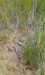 Pelophylax bedriagae