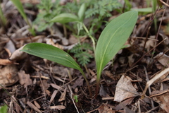 Lilium distichum