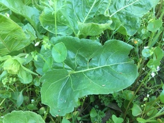 Balsamorhiza