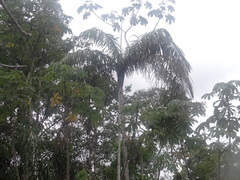 Oenocarpus distichus