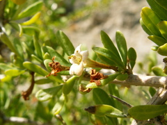 Lycium schweinfurthii