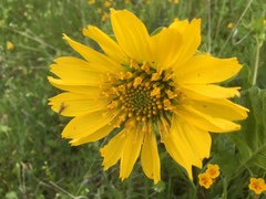 Balsamorhiza
