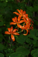 Lilium distichum