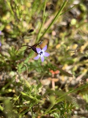 Gilia minor