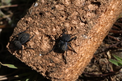 Microschatia inaequalis