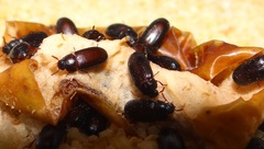 Ulomoides dermestoides