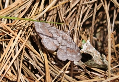 Iridopsis vellivolata