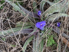 Tradescantia occidentalis