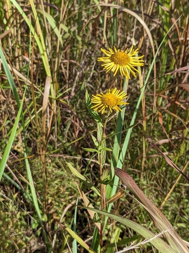 Inula japonica (Inula japonica)