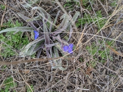 Tradescantia occidentalis