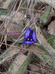 Tradescantia occidentalis