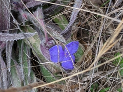 Tradescantia occidentalis
