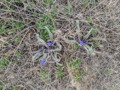 Tradescantia occidentalis