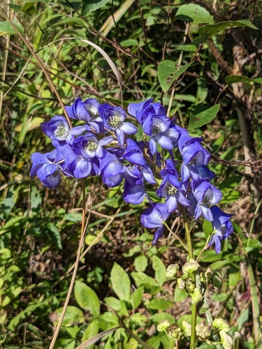 Aconitum kusnezoffii (Aconitum kusnezoffii)
