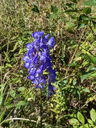 Aconitum kusnezoffii, photograph 4