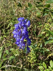 Repina Tatyana, CC BY, iNaturalist via GBIF Aconitum kusnezoffii, photograph Repina Tatyana, CC BY, iNaturalist via GBIF