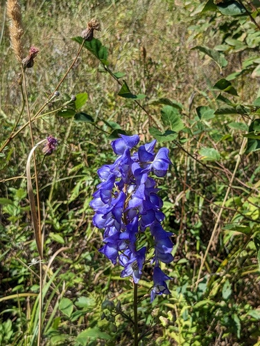 Aconitum kusnezoffii, photograph 5