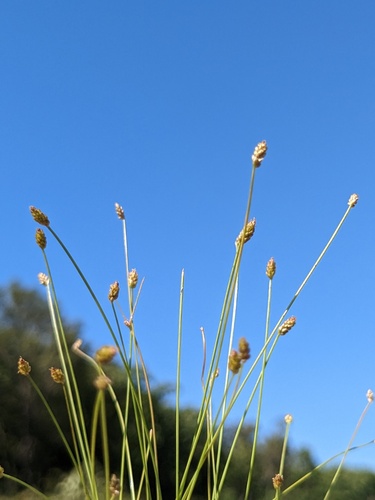 Eleocharis maximowiczii iNat (3)