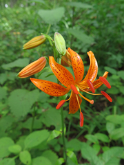 Lilium distichum