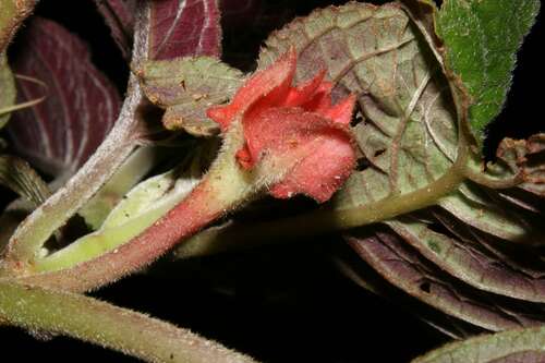 Corytoplectus schlimii