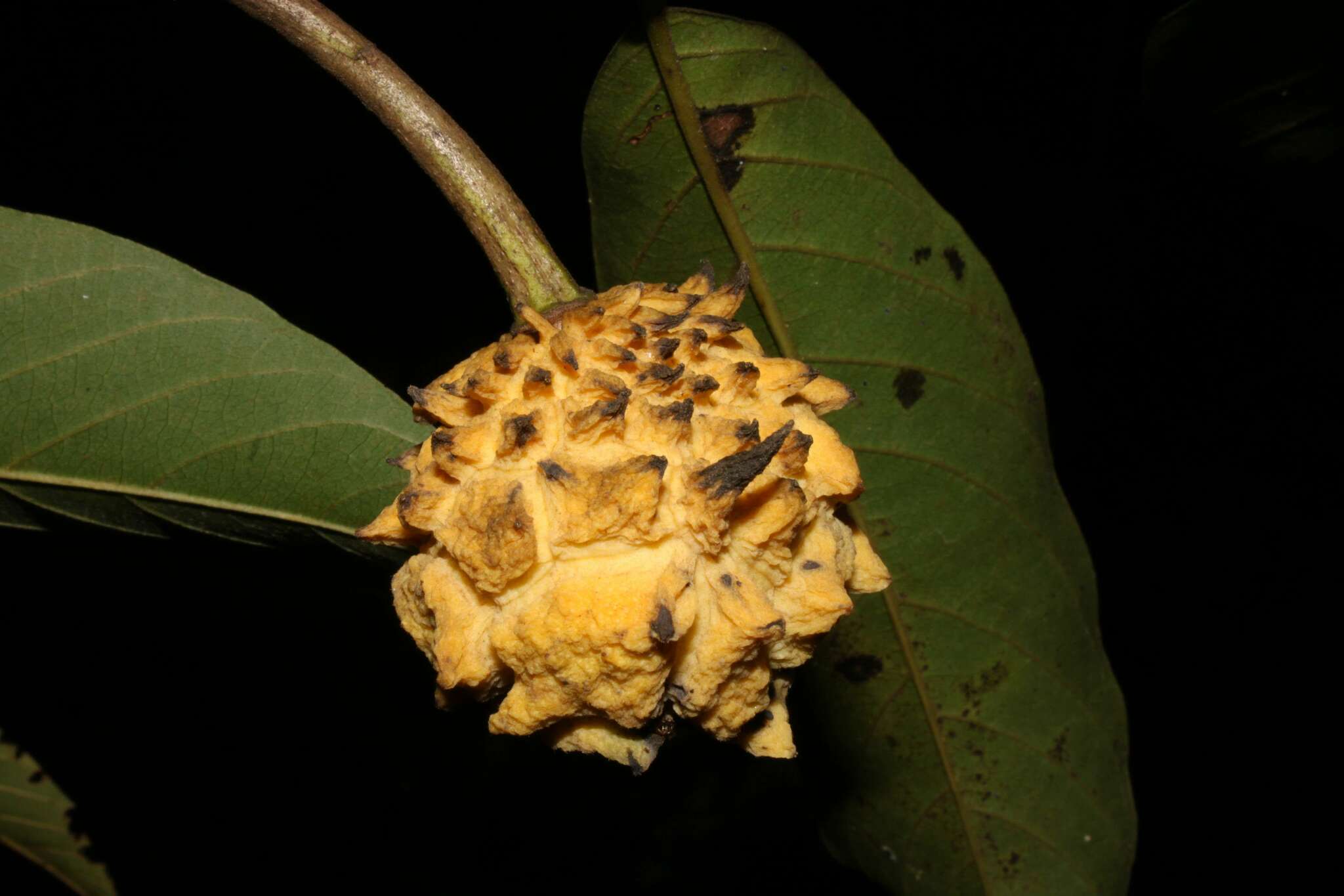 Annona mucosa