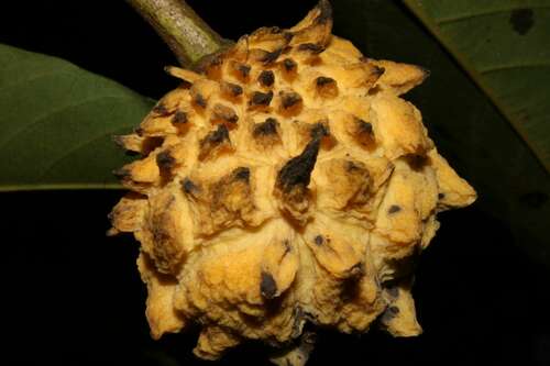 Annona mucosa Jacq.