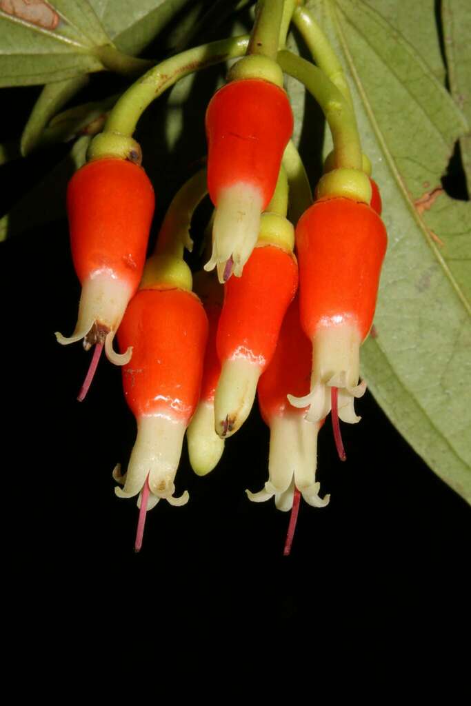 Psammisia columbiensis
