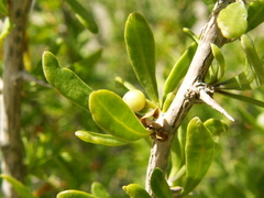 Lycium schweinfurthii