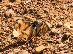 Heteronympha penelope