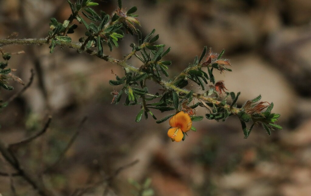 Hairy Bush Pea From Mallabula Nsw Australia On October At